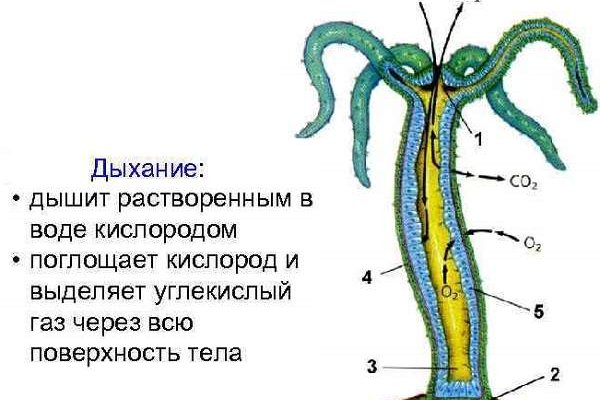 Аутентификатор кракен