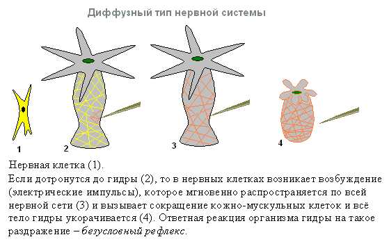 Актуальный сайт кракена